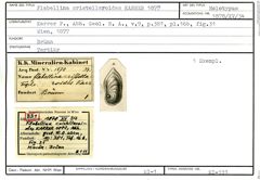 Karteikarte zum Holotyp von Flabellina cristellaroides Karrer, 1877